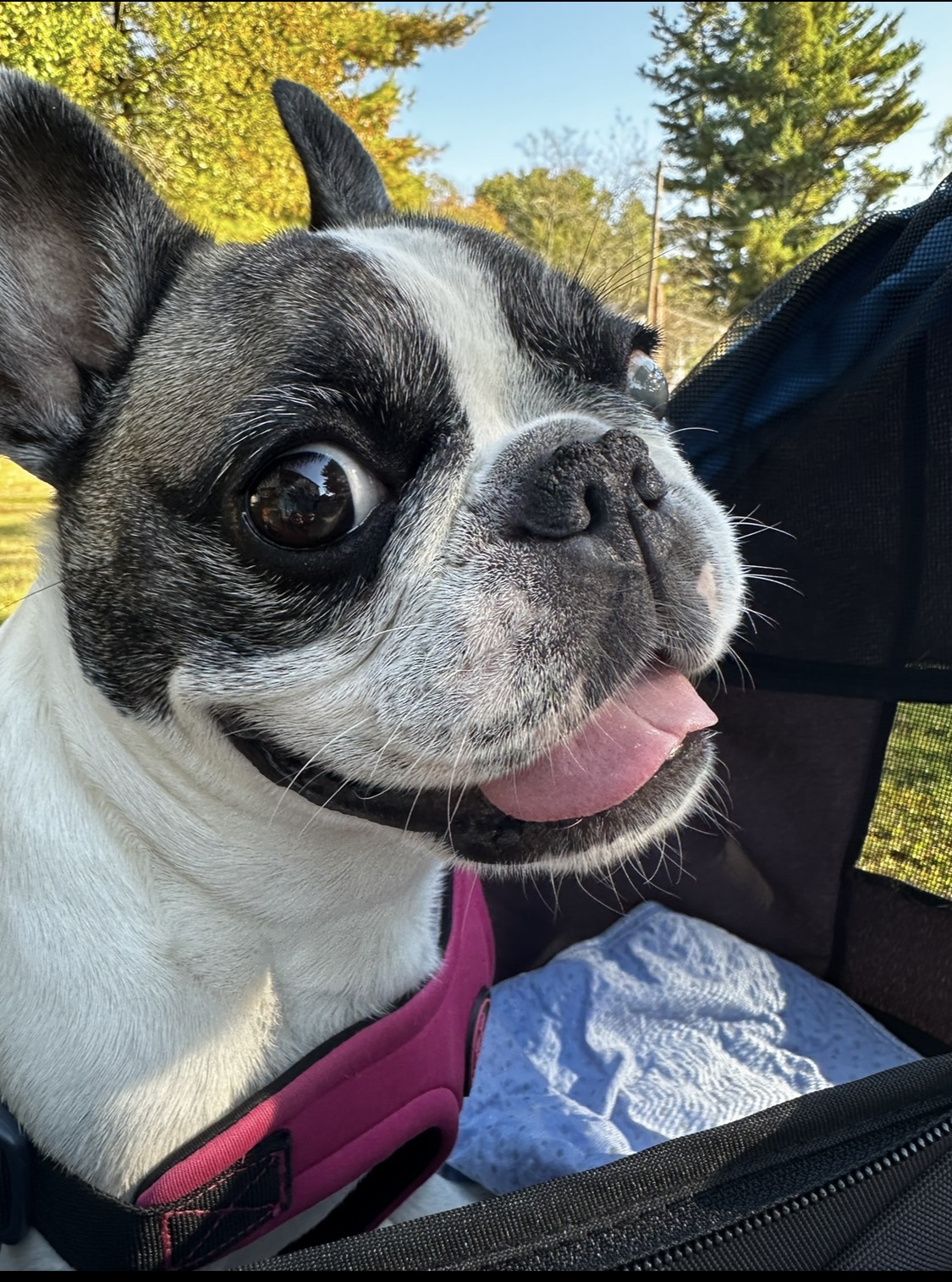 Chloe the French Bulldog smiling outside